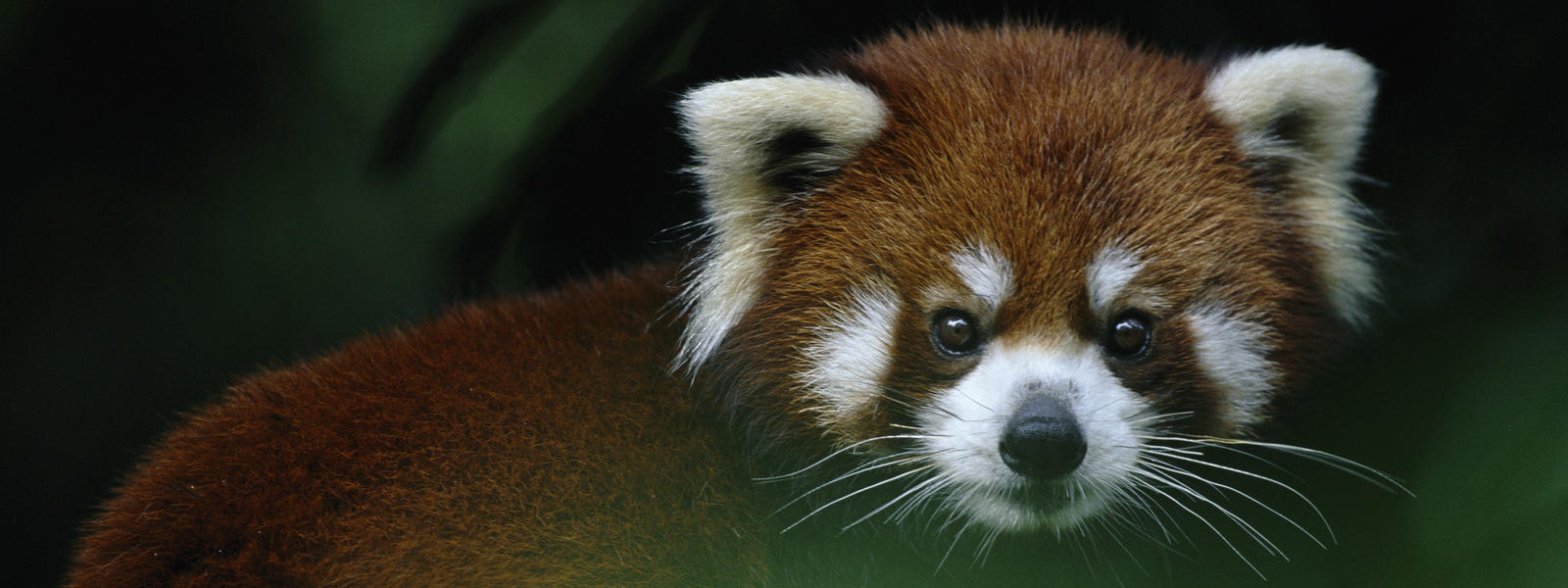 Conheça os pandas-vermelhos, seu amor pelas árvores altas e outras