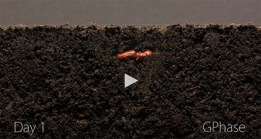 Incrível time-lapse de um fejião vermelho em 25 dias